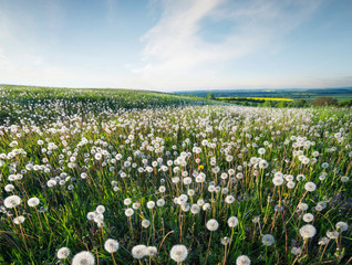 Field with flowers in the spring time. Beautiful natural landscape