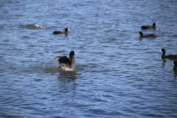 Bird flapping it's wings on lake