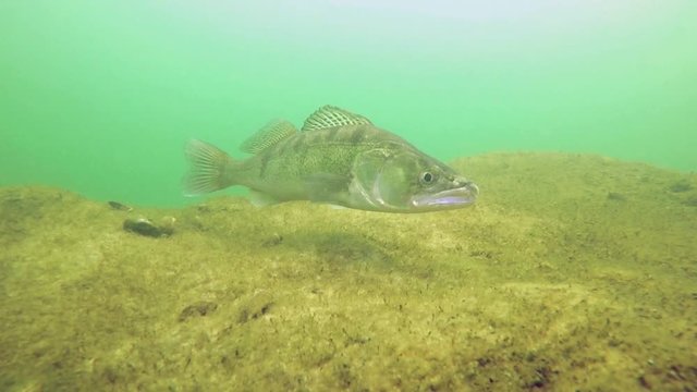 Huge Walleye, Zander or Pike-perch (Sander lucioperca). Underwater video of fresh water fish. Animals in nature. Swimming pike perch and guarding his eggs. 