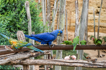Parrots of the Amazon breed.
