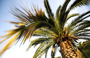 Palm tree on sunny day