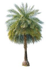 Isolated palm tree on white background
