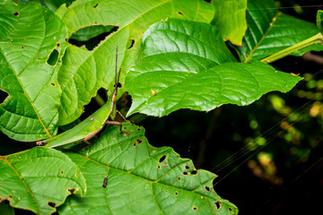 Close up of Grasshopper on green leaves.