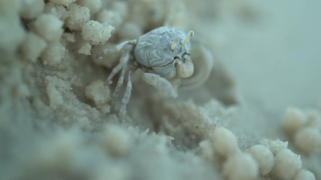 Extreme closeup of blue sand crab digging in the sand.