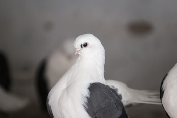 Decorative rock pigeons