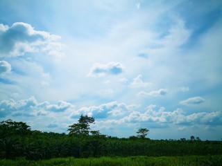 Obraz premium Cloudy blue sky above oil palm plantation in the sunny day.