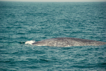 Fototapeta premium Huge Wild blue whale swimming in indian ocean. Wildlife nature background. Space for text. Adventure travel, tourism industry. Mirissa, Sri Lanka. Protection concept. Explore world. Tourist attraction
