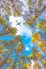 Wide angle view of scots pines against blue sky. Sunny winter days in European forest. Airplane in the cloudy sky. Travel concept