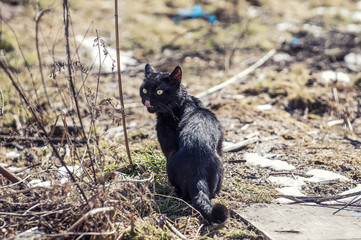 Obraz na płótnie Canvas Black cat walking down the street