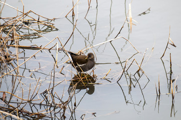 known as the swamp chicken