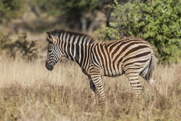 Fototapeta na wymiar Common zebra,