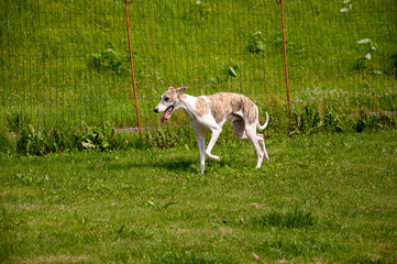 ウィペット（whippet）