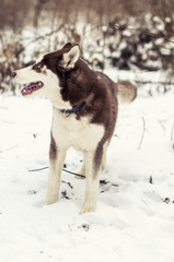 Red husky dog running in snow