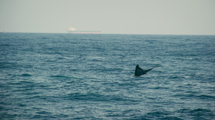 Obraz premium Blue whale tail fin in indian ocean. Wildlife nature. Barge on background. Adventure travel, tourism industry. Mirissa, Sri Lanka. Protection concept. Explore world. Tourist Attraction. Copy space