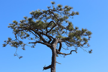 Pine branches tree on the  beautiful blue sky background at National Park of Thailand