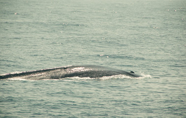 Naklejka premium Huge Wild blue whale dives in indian ocean. Wildlife nature background. Adventure travel, tourism industry. Mirissa, Sri Lanka. Protection concept. Explore world. Tourist attraction. Water reflection