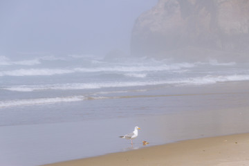 Seagull with crab on beach covered in fog