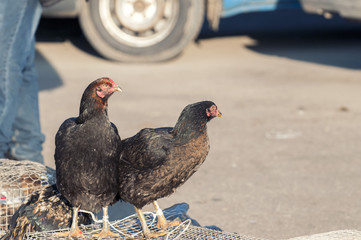 Sale of a pair of black chickens in the local market, sitting on a cage.