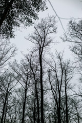 Silhouettes of trees in an autumn forest.