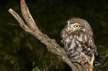 Little owl or Athene noctua perched on branch