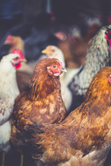Chickens on the farm. Toned, style, color photo.