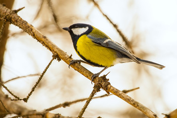 titmouse on a branch