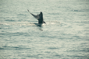 Fototapeta premium Whale tail fluke in indian ocean. Wildlife nature background. Adventure travel, tourism industry. Mirissa, Sri Lanka. Protection concept. Explore the world. Tourist Attraction. Copy space. Minimalism