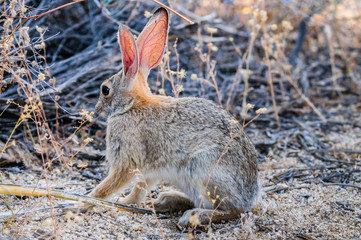 Desert Cottontail Rabbit