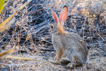 Desert Cottontail Rabbit