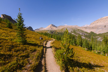 Beautiful hike trail in forest in Rocky Mountains in Canada on sunny day