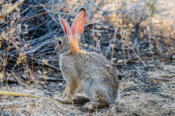 Desert Cottontail Rabbit