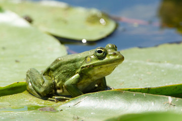 Edible Frog on Water