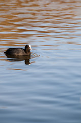 Eurasian Coot, Fulica atra