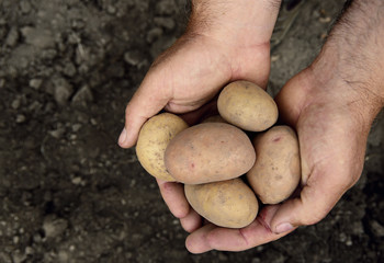 Hands holding fresh potatoes just dug out of the ground