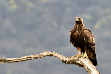 Golden Eagle on a Branch