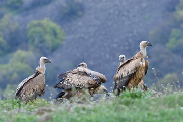 Group of Griffon Vultures in the top of the Mountains