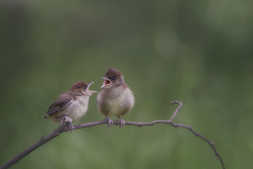 Kapturka (Blackcap, Sylvia atricapilla) © arek0michalak
