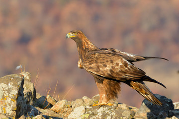 Golden Eagle Sitting on a Rock