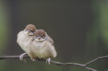 Kapturka (Blackcap, Sylvia atricapilla) © arek0michalak