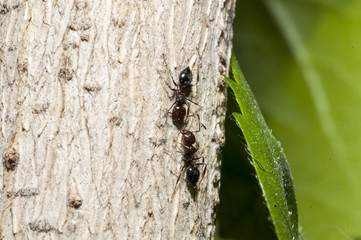 Red wood ants pheromone transmission