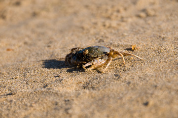 Ghost crab digging hole in the sand