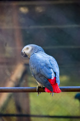 Gray African Parrot © Юрий Бартенев