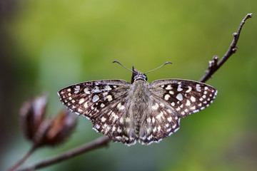 Image of The Spotted Angle butterfly (Caprona agama agama) on white background. Insect. Animal