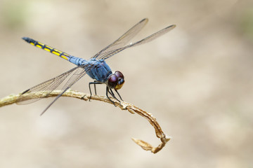 Image of Blue Chaser dragonfly(Potamarcha congner) on a branch on nature background. Insect. Animal