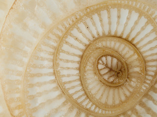 Abstract curve and surface texture of banana tree section