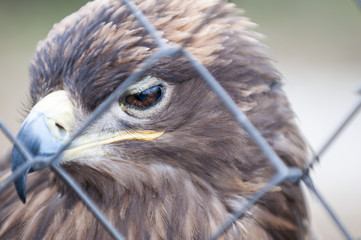Steppe eagle. At the local zoo.