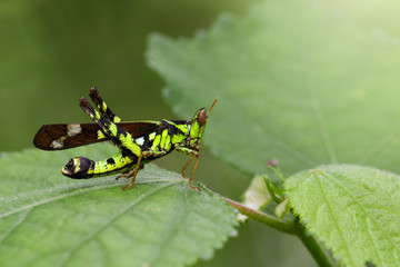 Image of Conjoined Spot Monkey-grasshopper (male), Erianthus serratus on green leaves. Insect Animal