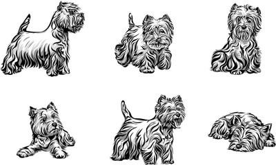 west-highland-white-terrier