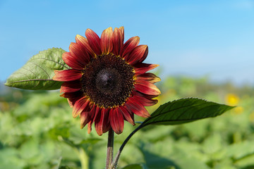 Beautiful Red sunflower in garden. 