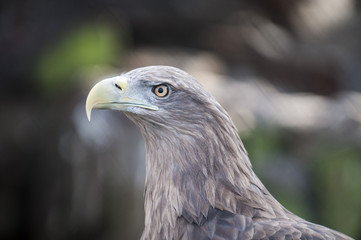 White-tailed eagle, also known as sea eagle.
